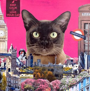 Gato urbano, 2015