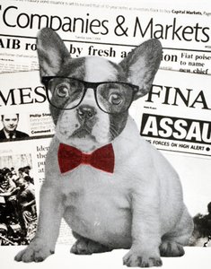 Wall street dog, 2015