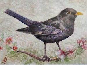 Melro e flores de cerejeira de Annette Armitage