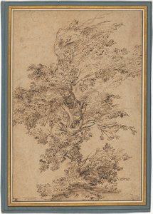 Studie eines Baumes de Annibale Carracci