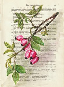 Ramo com bagas de roseira brava – aguarela – Estudo da natureza de Annick