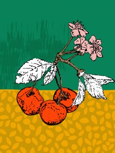 Flores de cerejeira de Annick