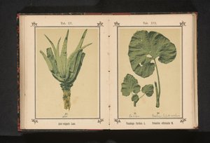 babosa Aloe vulgaris Cordeiro. (título no objeto) de Anonymous