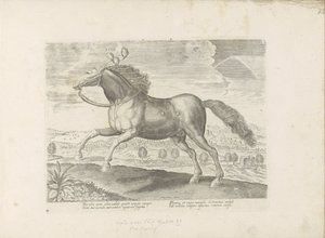 paço árabe Traga (título no objeto) Paardenrassen uit de Koninklijke stallen van Don Juan van Oostenrijk (título da série) O cavalo, no qual todos os tipos de nobres: o comportamento de cavalos distintos de várias partes do mundo selecionado (...) (título  de Anonymous