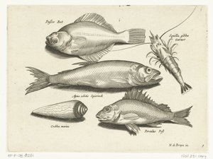 Linguado, camarão, cheirado e pos Libelivs diversos Genera piscium complectens (título da série) Peixes de água doce, peixes marinhos, sapos, crustáceos e criaturas marinhas (título da série) de Anonymous