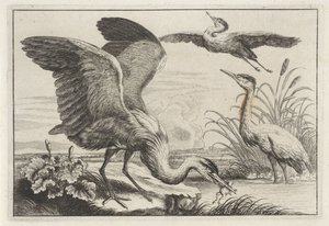 Três garças
Diversae avium species (título da série)
Várias aves (título da série) de Anonymous