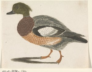 Pato à esquerda de Anonymous