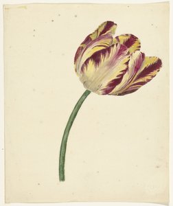 Tulipa vermelho-amarelada de Anonymous