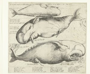 Baleia encalhada em Antuérpia, 1577
Ware ung eigentliche contrafactur eines walfischen gefangen in der scheldt nitt weit von Antorff Am 2 Julij. Anno 1577 (título sobre o objecto) de Anonymous