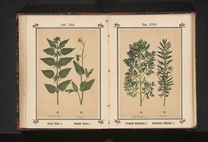 Urtiga e colza Urtica dioica L. Brassica Napus L. (título no objeto) de Anonymous