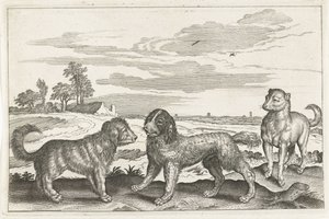 cães Animais de quatro patas (título da série) Animalivm Qvaddrvpedvm (título da série) de Anonymous