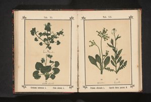 Trote de cão e uma violeta de março Glechoma hederacea L. Viola odorata L. (título no objeto) de Anonymous