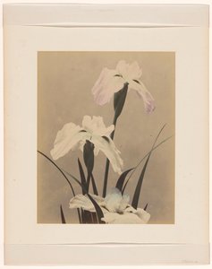 Irises de Anonymous
