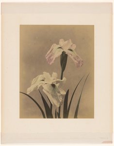 Irises de Anonymous