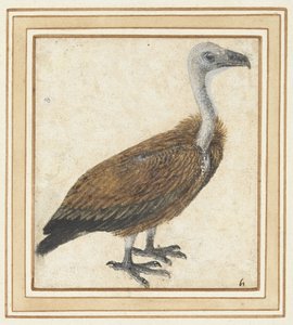 Abutre grifo jovem (Gyps fulvus) de Anonymous