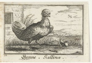 frango com pintinho Hena, Galina. (título no objeto) de Anonymous