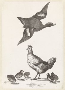 Frango com cinco filhotes e um pato voando para a direita de Anonymous