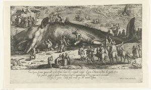 Cópia da baleia encalhada em Berckhey de 1598 enquanto a baleia estava em Ancona em 1601 Ritratto d