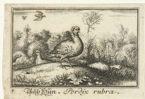 Paisagem com perdizes Rab Hun, Perdix rubra. (título no objeto) de Anonymous