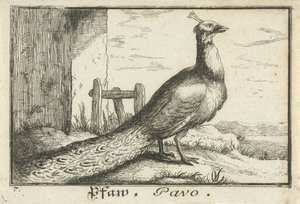 Paisagem com pavão
Pfaw, Pavo (título sobre o objecto) de Anonymous