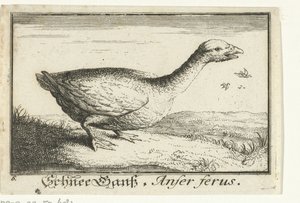Paisagem com ganso selvagem
Schnee Goose, Anfer ferus. (título sobre o objecto) de Anonymous