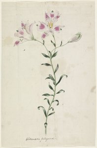 Leslie (Alstroemeria Pellegrina) de Anonymous