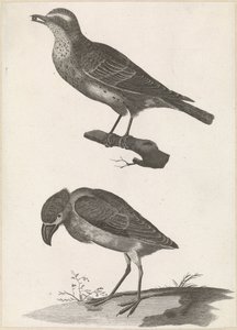 Thrush com uma baga no seu bico à esquerda e Spoonbill de Anonymous