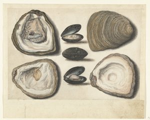 Oesters en mosselen
Álbum Lombard (título da série) de Anonymous