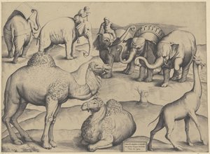 Olifanten, dromedarissen e uma girafa
Tabula III animalium ex vetustissimis picturis Romae tractorum (título sobre o objecto)
Speculum Romanae Magnificentiae (título da série) de Anonymous