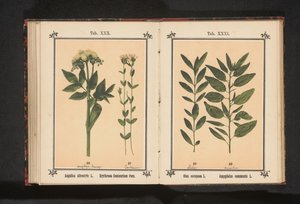 Ramo de oliveira e um ramo de amêndoa Olea europaea L. Amygdalus communis L. (título no objeto) de Anonymous