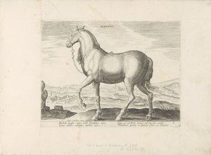 Cavalo da Albânia
Albanus (título sobre o objecto)
Raças de cavalos dos estábulos reais de Don Juan da Áustria (título da série)
Equile, in quo omnis generis generosissi: morum equorum ex varijs orbis partibus insignis delectus (...) (título da série em de Anonymous