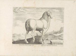 Cavalo da Córsega
Córsego (título sobre o objecto)
Raças de cavalos dos estábulos reais de Don Juan da Áustria (título da série)
Equile, in quo omnis generis generosissi: morum equorum ex varijs orbis partibus insignis delectus (...) (título da série so de Anonymous