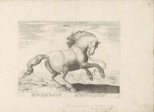 Cavalo da Dinamarca
Danus (título sobre o objecto)
Raças de cavalos dos estábulos reais de Don Juan da Áustria (título da série)
Equile, in quo omnis generis generosissi: morum equorum ex varijs orbis partibus insignis delectus (...) (título da série so de Anonymous