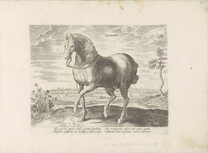 Cavalo de Gelre
Sicamber (título sobre o objecto)
Raças de cavalos dos estábulos reais de Don Juan da Áustria (título da série)
Equile, in quo omnis generis generosissi: morum equorum ex varijs orbis partibus insignis delectus (...) (título da série sob de Anonymous