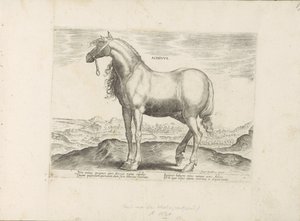 Paard da Grécia Achivus (título no objeto) Paardenrassen uit de Koninklijke stallen van Don Juan van Oostenrijk (título da série) O cavalo, em que todos os tipos de nobres: o comportamento de cavalos distintos de várias partes do mundo selecionado (...) (t de Anonymous