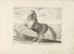 Paard uit Napels Napolitano (título no objeto) Paardenrassen uit de Koninklijke stallen van Don Juan van Oostenrijk (título da série) O cavalo, no qual todos os tipos de nobres: o comportamento de cavalos distintos de várias partes do mundo selecionado (.. de Anonymous