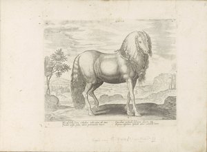 Cavalo da Roménia (Dacus)
Dacus (título sobre o objecto)
Raças de cavalos dos estábulos reais de Don Juan da Áustria (título da série)
Equile, in quo omnis generis generosissi: morum equorum ex varijs orbis partibus insignis delectus (...) (título da sé de Anonymous