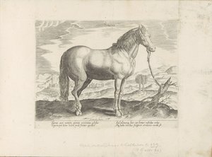 Cavalo da Turquia
Turcus (título sobre o objecto)
Raças de cavalos dos estábulos reais de Don Juan da Áustria (título da série)
Equile, in quo omnis generis generosissi: morum equorum ex varijs orbis partibus insignis delectus (...) (título da série sob de Anonymous