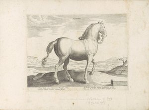 Paard uit Vlaanderen Flandres (título no objeto) Paardenrassen uit de Koninklijke stallen van Don Juan van Oostenrijk (título da série) O cavalo, no qual todos os tipos de nobres: o comportamento de cavalos distintos de várias partes do mundo selecionado ( de Anonymous