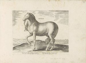Cavalo da Sicília
Siculus (título sobre o objecto)
Raças de cavalos dos estábulos reais de Don Juan da Áustria (título da série)
Equile, in quo omnis generis generosissi: morum equorum ex varijs orbis partibus insignis delectus (...) (título da série em de Anonymous