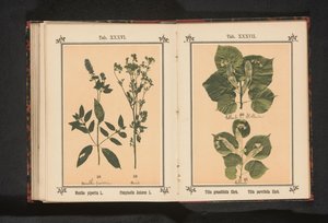 Pepermunt en anijs
Mentha piperita L. Pimpinella Anisum L. (título sobre o objecto) de Anonymous