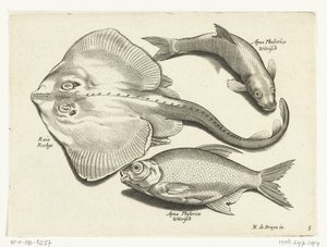 Ray, dourada e peixe branco Libelivs diversos Genera piscium complectens (título da série) Peixes de água doce, peixes marinhos, sapos, crustáceos e criaturas marinhas (título da série) de Anonymous