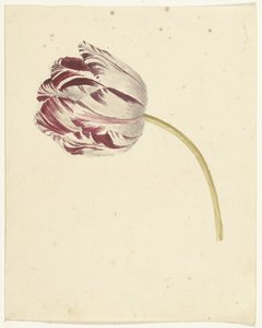 tulipa vermelho-branca de Anonymous