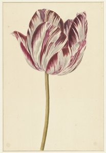 tulipa vermelho-branca de Anonymous