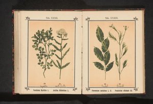 Sândalo vermelho e erva de funcho
Pterocarpus santalinus L. fil. Foeniculum officinale Al... (título sobre o objecto) de Anonymous