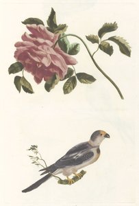 Rosa e Periquito de Anonymous