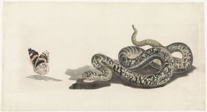 Serpente com uma borboleta de Anonymous