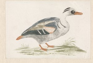 Pato de peito branco em pé à direita de Anonymous