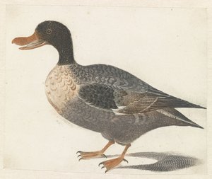 Pato de pé à esquerda de Anonymous