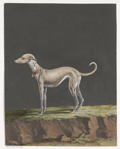 Galgo em pé à esquerda de Anonymous